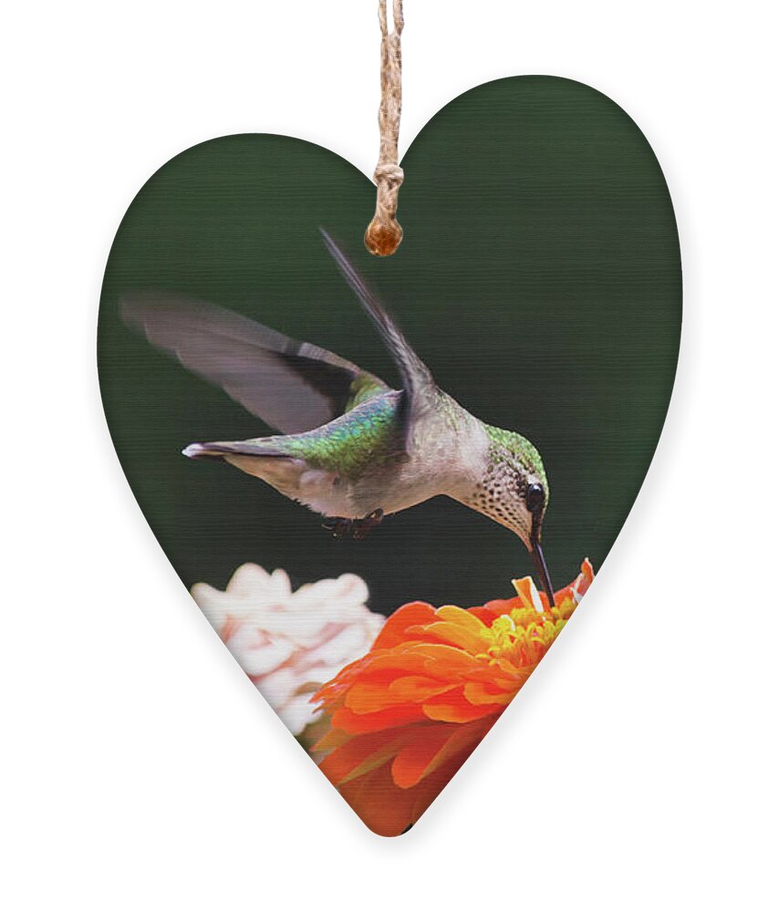 Hummingbird Ornament featuring the photograph Hummingbird in Flight with Orange Zinnia Flower by Christina Rollo