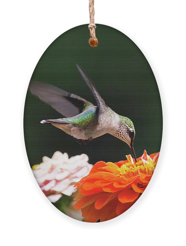 Hummingbird Ornament featuring the photograph Hummingbird in Flight with Orange Zinnia Flower by Christina Rollo