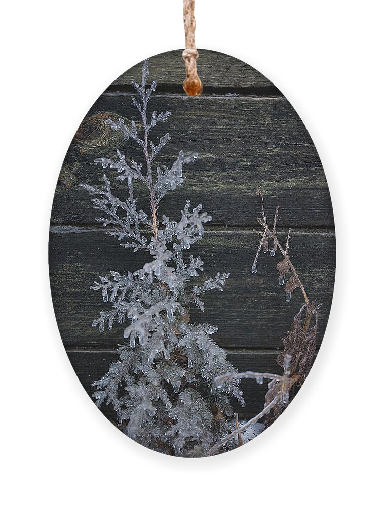 Ice Ornament featuring the photograph Iced Juniper in front of Rail Ties by Brooke Bowdren