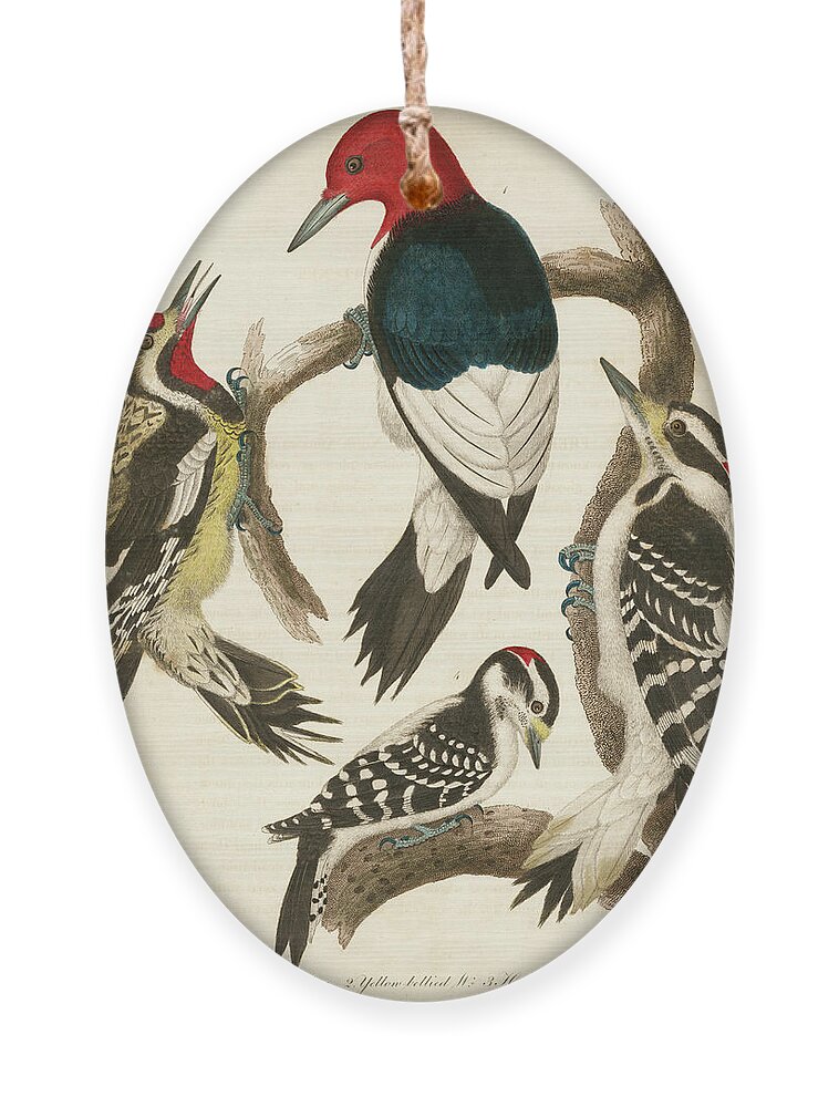 Birds Ornament featuring the mixed media 1. Red-headed Woodpecker. 2. Yellow-bellied Woodpecker. 3. Hairy Woodpecker. 4. Downy Woodpecker. by Alexander Wilson