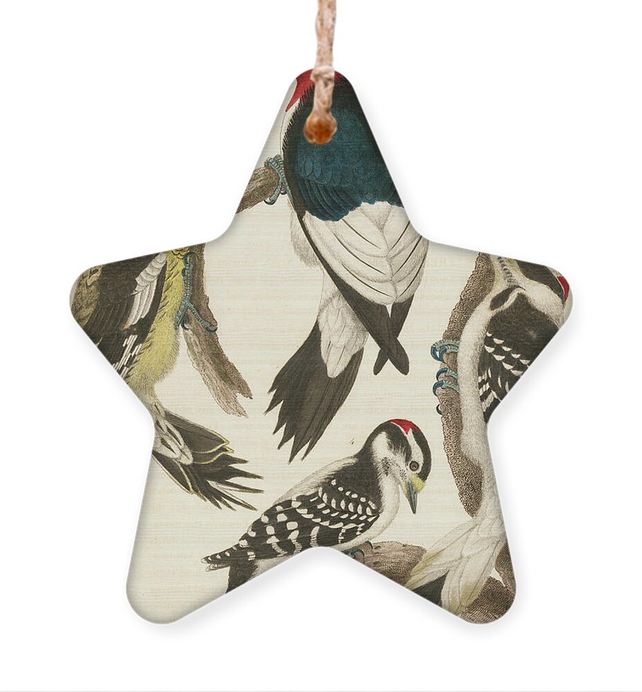 Birds Ornament featuring the mixed media 1. Red-headed Woodpecker. 2. Yellow-bellied Woodpecker. 3. Hairy Woodpecker. 4. Downy Woodpecker. by Alexander Wilson