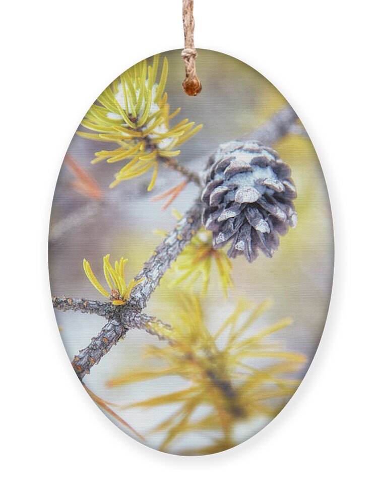Pine Tree Ornament featuring the photograph In the Pines by Becqi Sherman