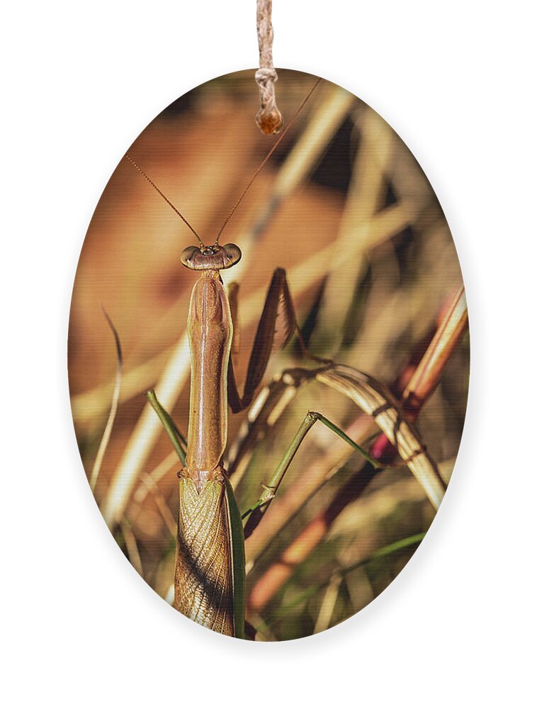 Animals Ornament featuring the photograph Nature Photography - Mantis by Amelia Pearn