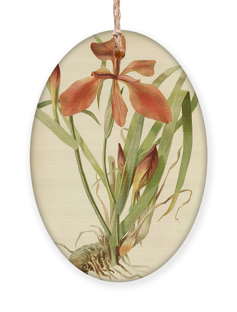 Iris Ornament featuring the mixed media Iris Cuprea Copper Iris. by Unknown