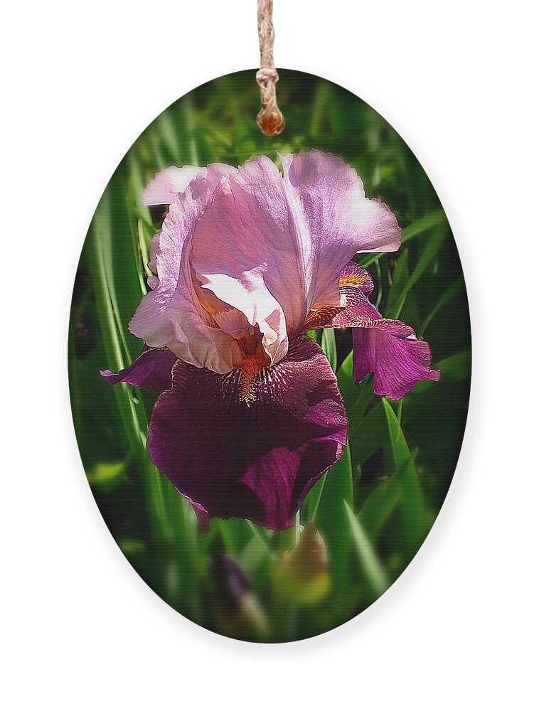 Pink Bearded Iris Ornament featuring the photograph Iris in Pink and Violet by Mike McBrayer