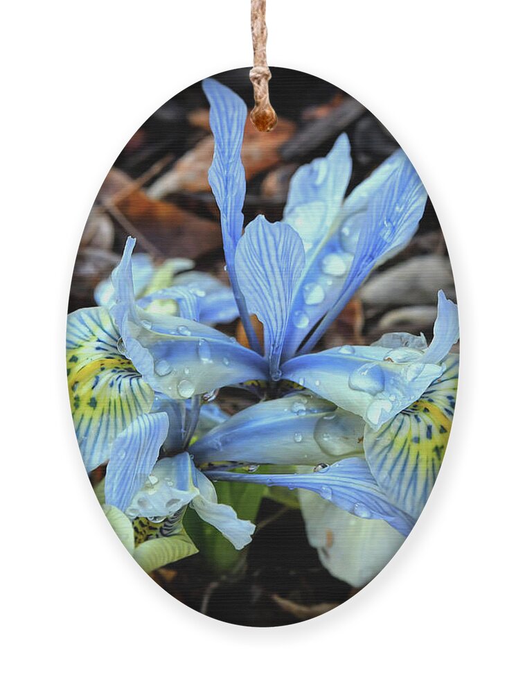 Iris Ornament featuring the photograph Iris With Droplets by Kerri Farley