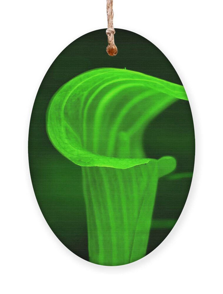 Macro Photography Ornament featuring the photograph Jack and Fern by Meta Gatschenberger
