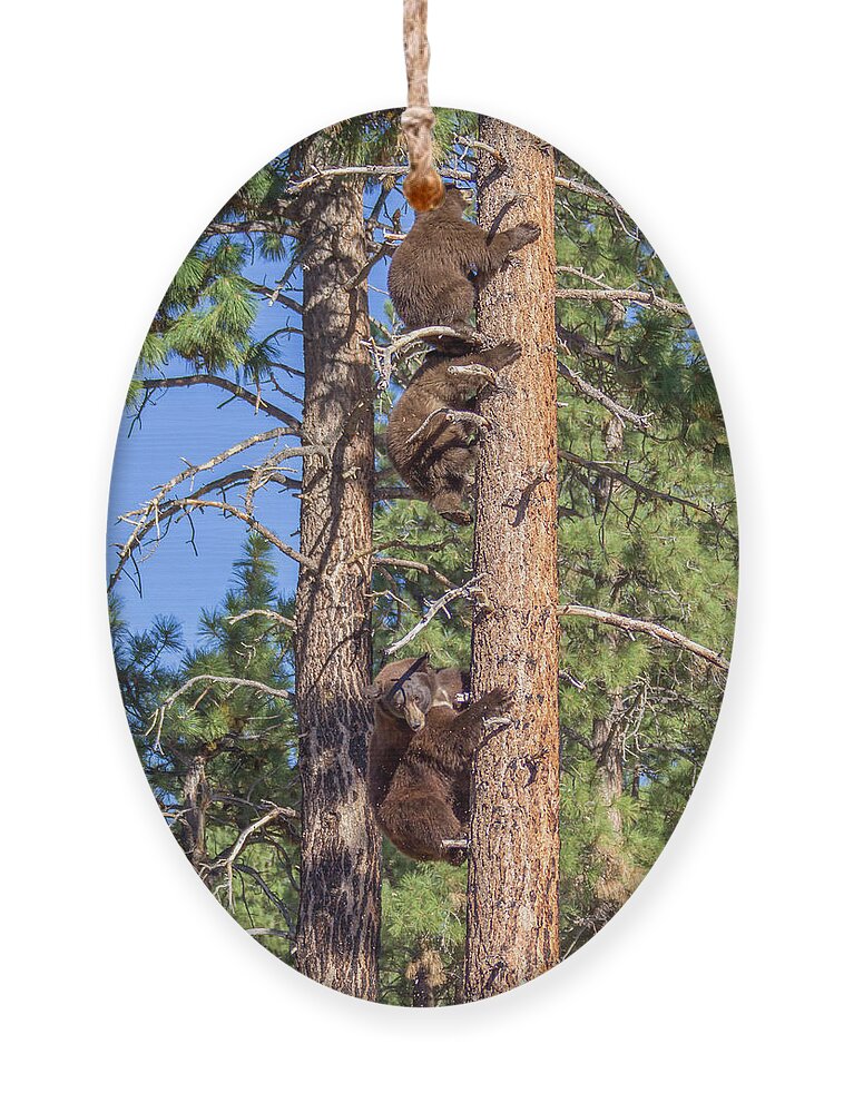  Ornament featuring the photograph Jt2l2200 by John T Humphrey