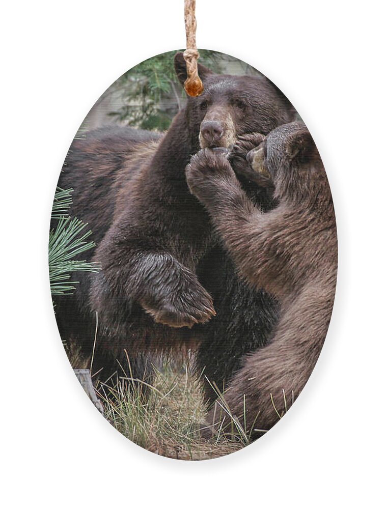 Bears Ornament featuring the photograph Jt4_8239 by John T Humphrey