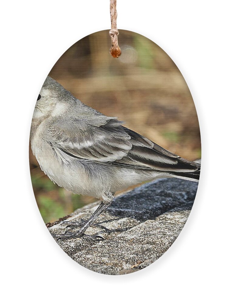 Spring Ornament featuring the photograph Juvenile White Wagtail Standing by Pablo Avanzini