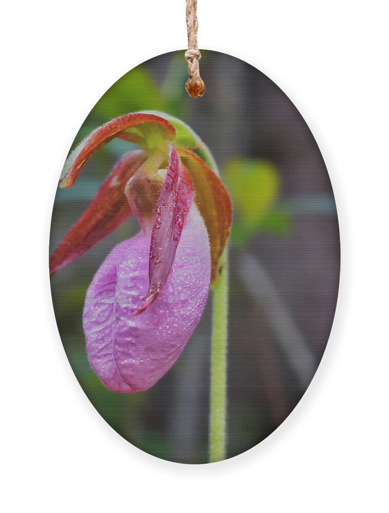 Macro Photography Ornament featuring the photograph Lady Slipper Orchid by Meta Gatschenberger