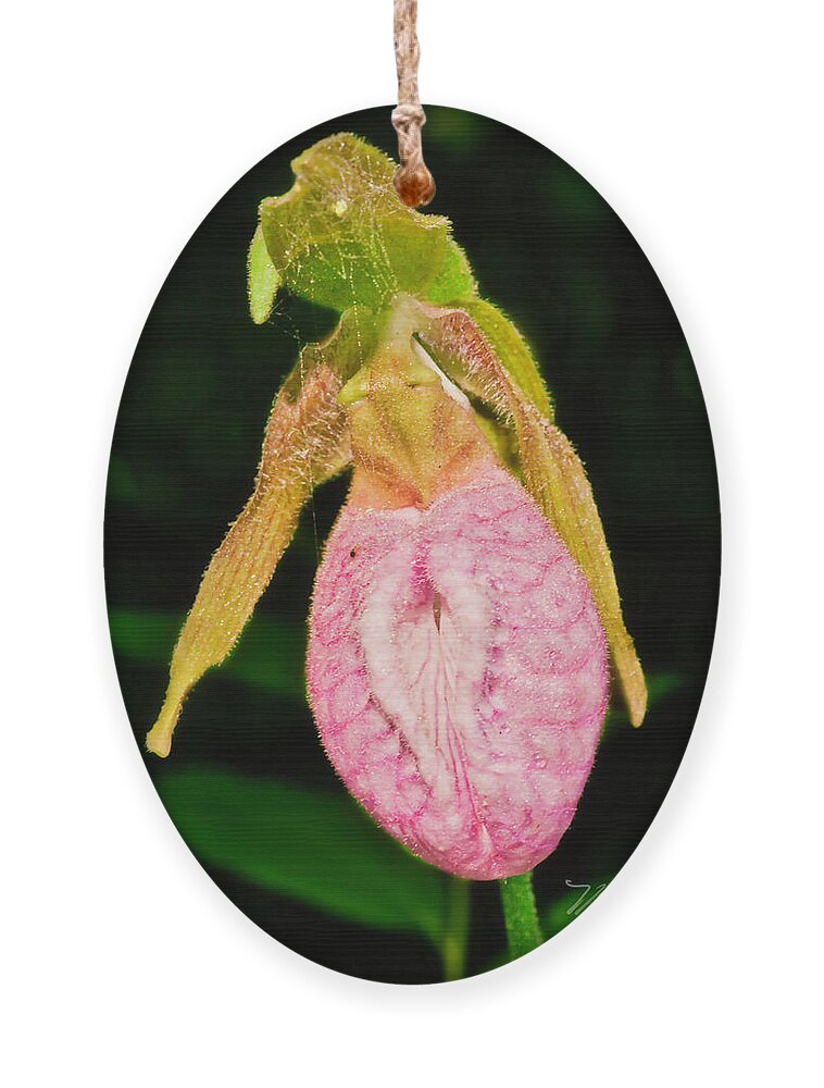 Lady Slipper Orchid Ornament featuring the photograph Lady Slipper Parkway by Meta Gatschenberger