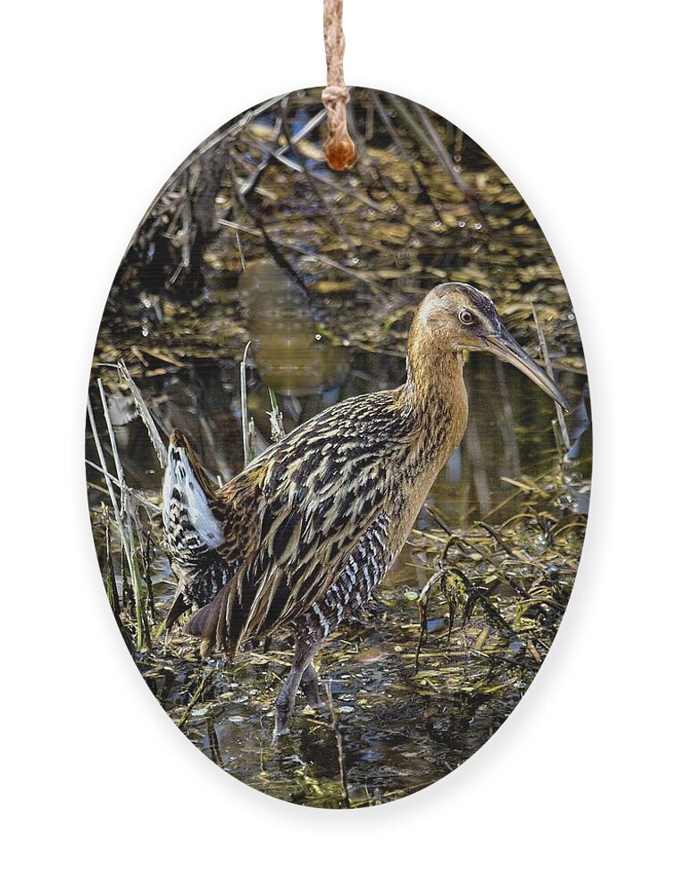 Savannah River Nwr Ornament featuring the photograph Largest North American Rail by Ronald Lutz
