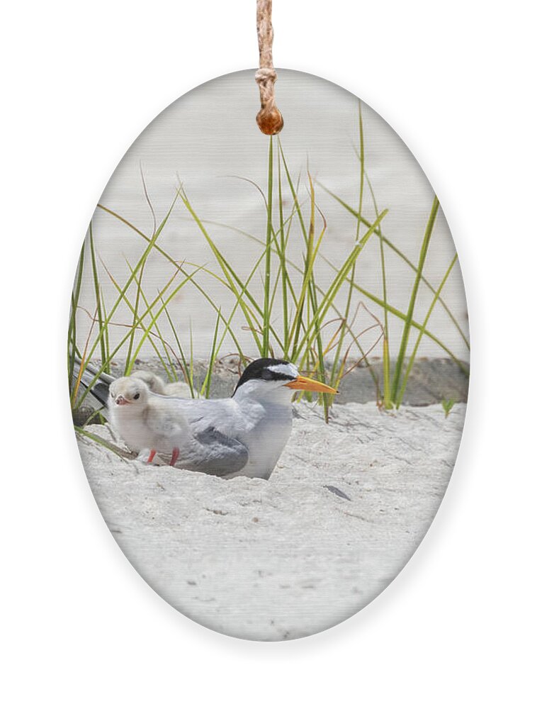 Baby Birds Ornament featuring the photograph Least Tern with Chicks by Susan Rissi Tregoning