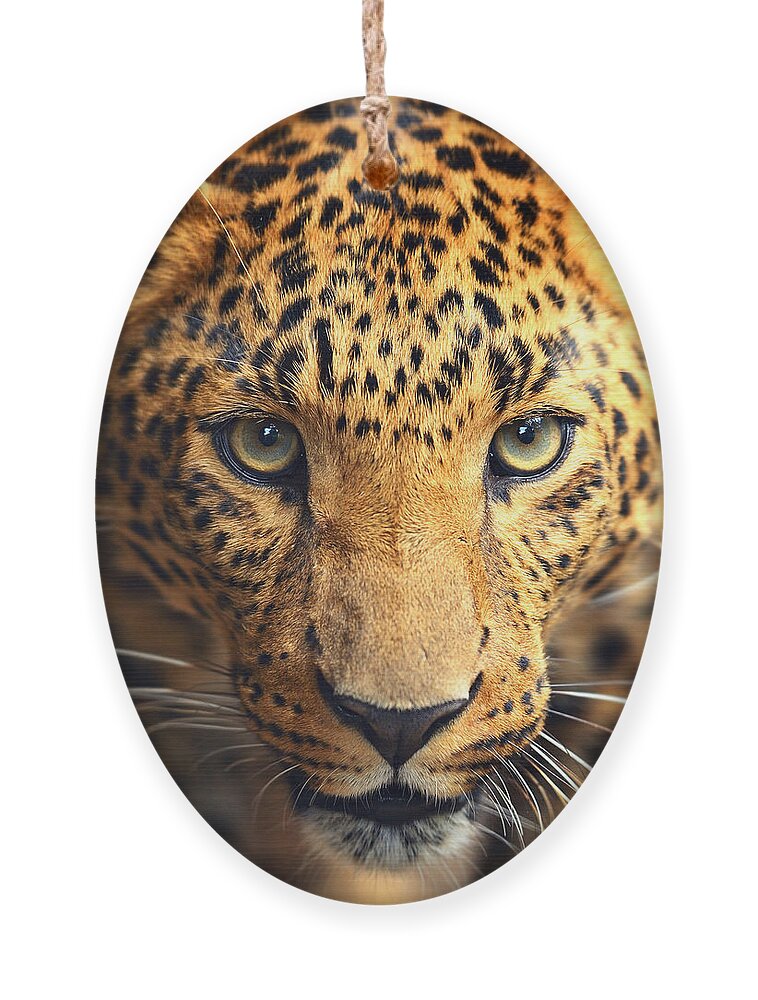 Big Ornament featuring the photograph Leopard Portrait by Kyslynskahal