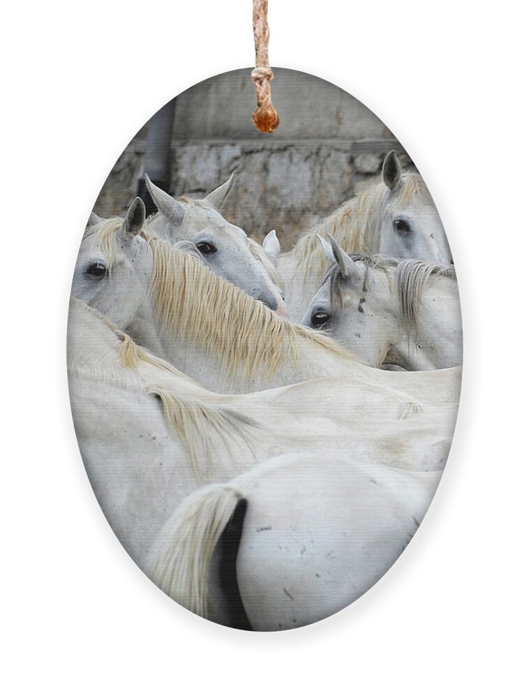 Lipica Stud Ornament featuring the photograph Lipizzan mares of Lipica, #483 by Carien Schippers