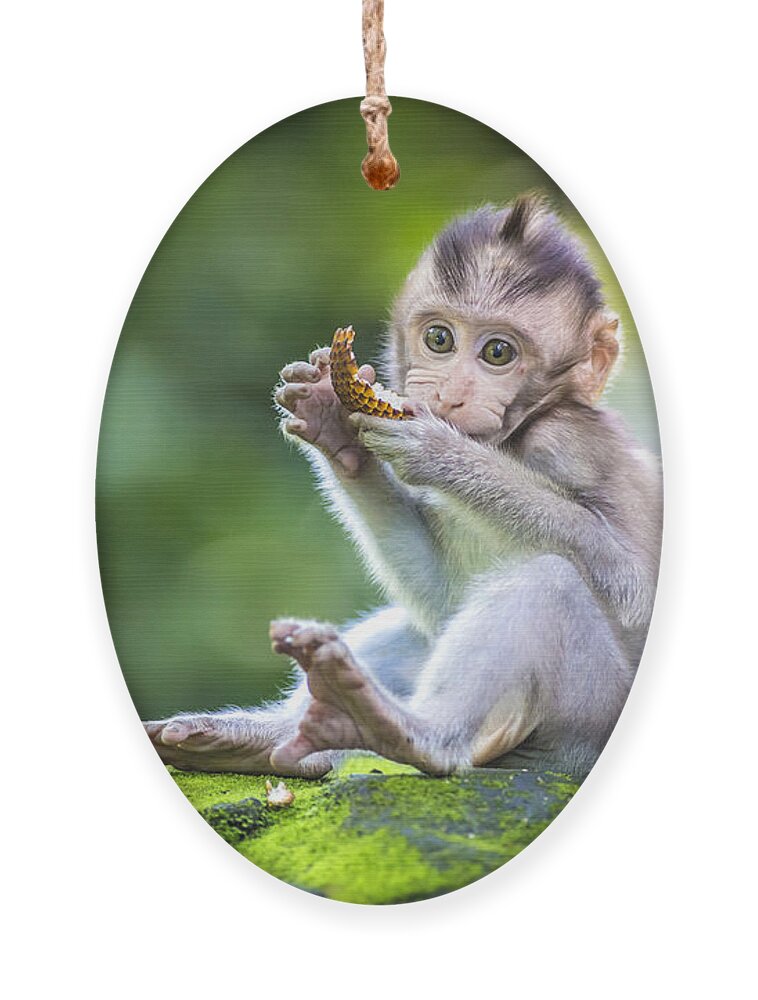 Small Ornament featuring the photograph Little Baby-monkey In Monkey Forest by Trubavin
