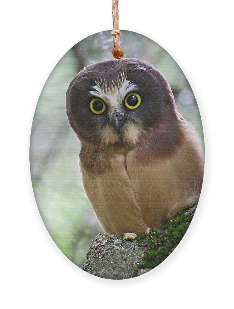 Birds Ornament featuring the photograph Little Owl by Wesley Aston