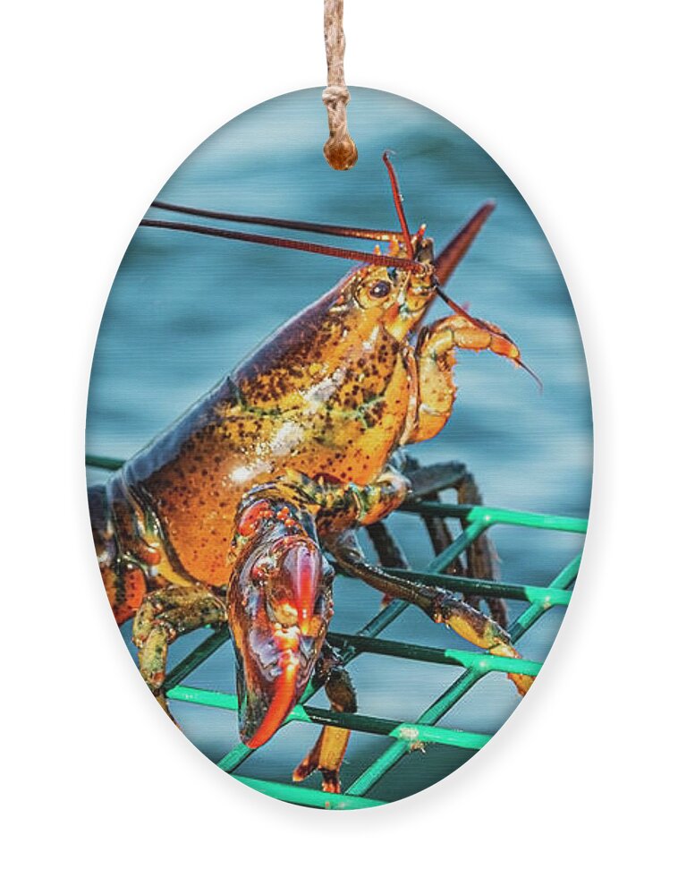 Live lobster standing on top of green lobster trap Ornament by