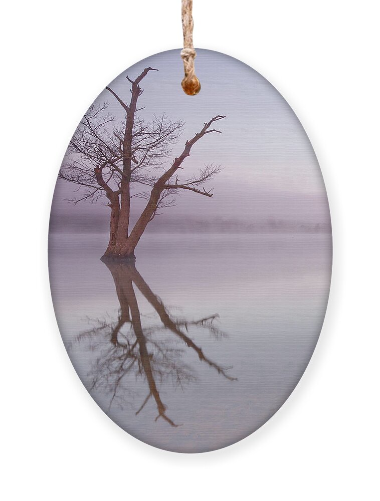 Landscape Ornament featuring the photograph Lone tree in still lake in the mist at sunrise by Anita Nicholson