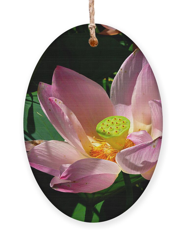 Pink Lotus Flower Ornament featuring the photograph Lotus Blossom by Mike McBrayer