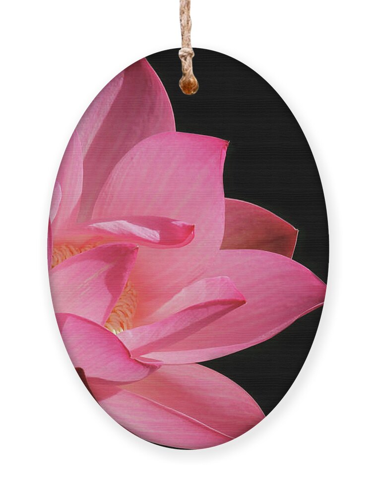 Lotus Ornament featuring the photograph Lotus Diva by Sabrina L Ryan