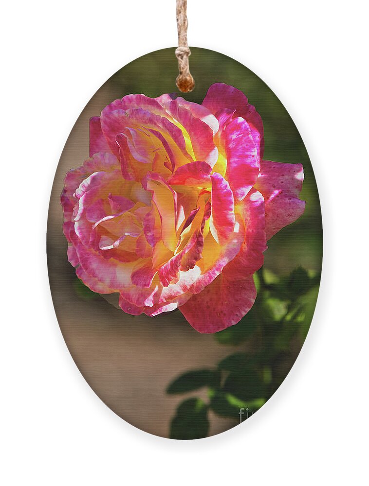 Rose Ornament featuring the photograph Luminosity by Kathy McClure