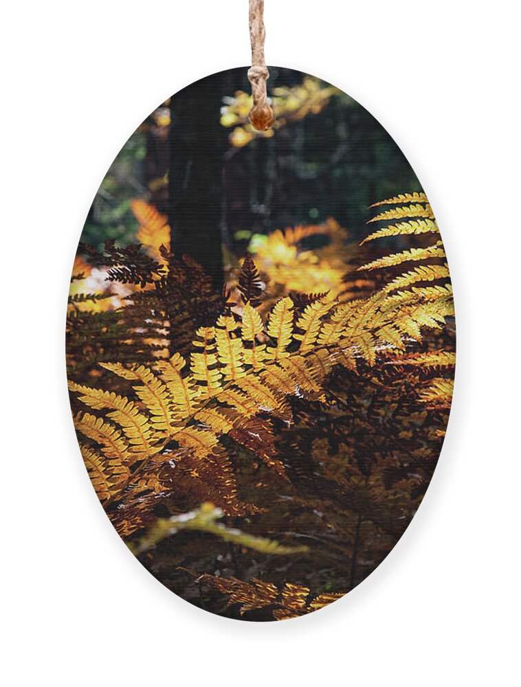 Autumn Ornament featuring the photograph Maine Autumn Ferns by Jeff Folger