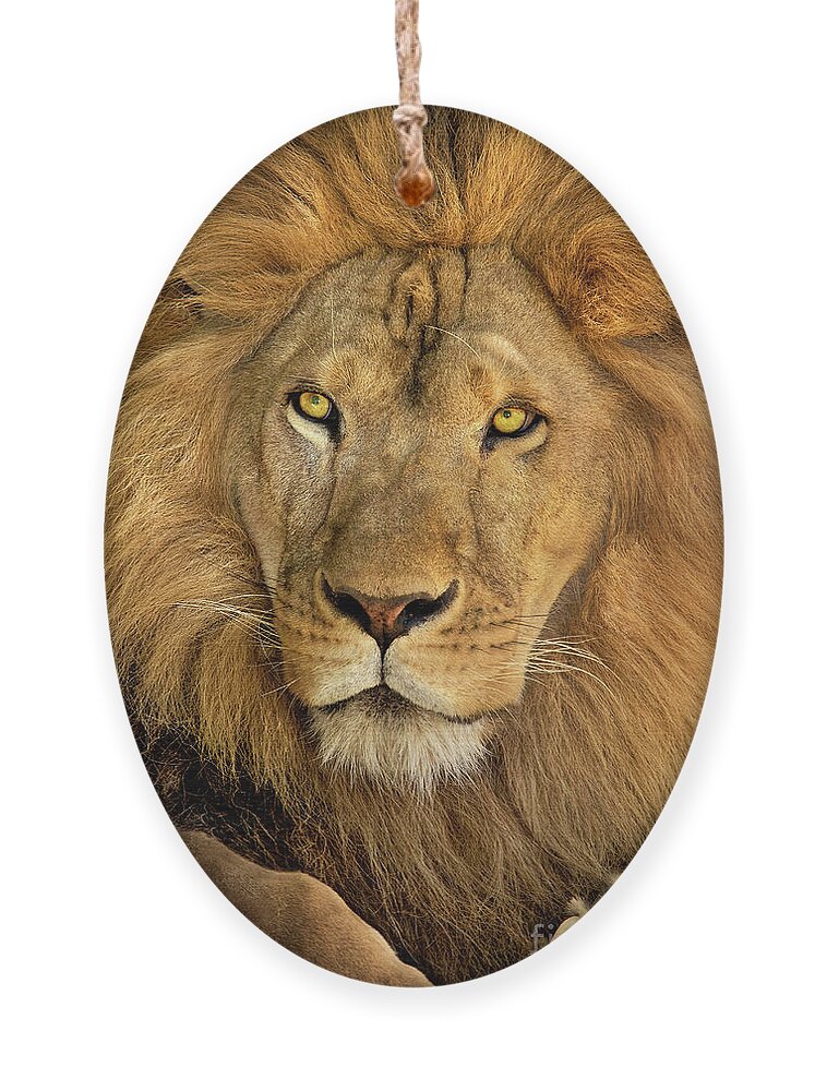 Dave Welling Ornament featuring the photograph Male African Lion Portrait Wildlife Rescue by Dave Welling