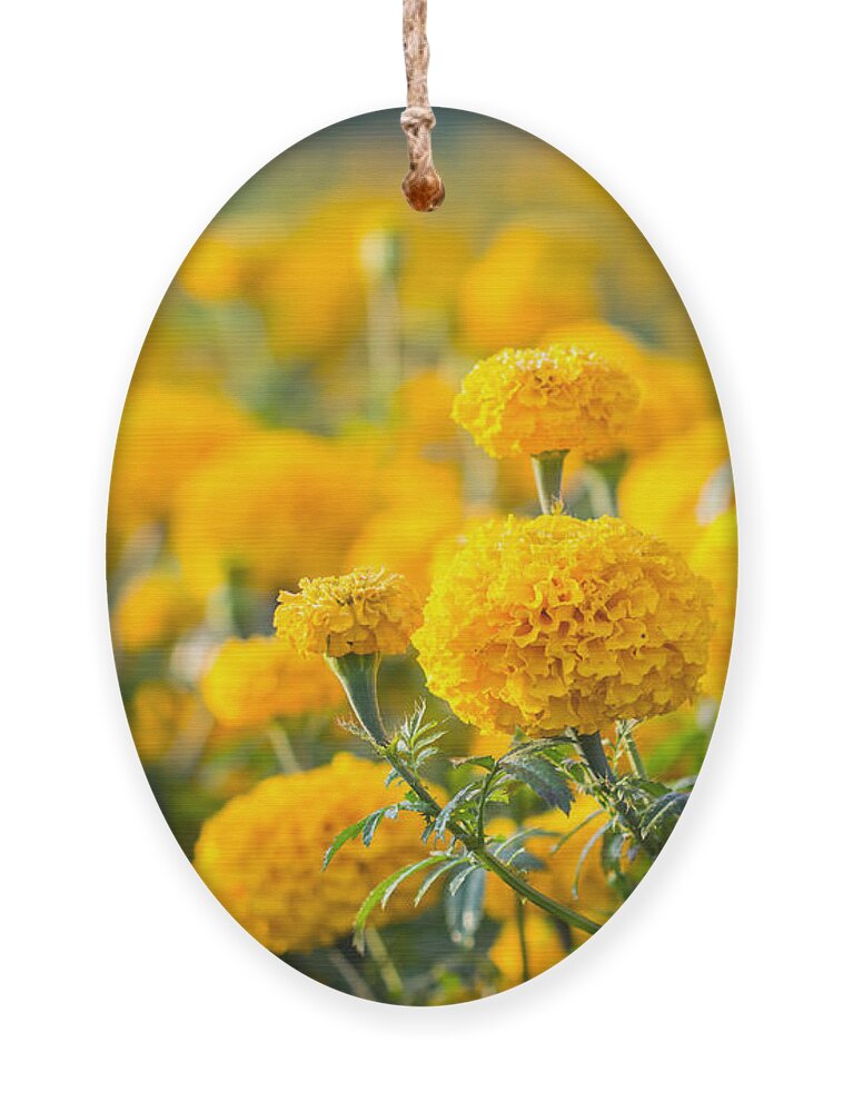 Bed Ornament featuring the photograph Marigold Flower marigold Flower by Suthiphong Yina