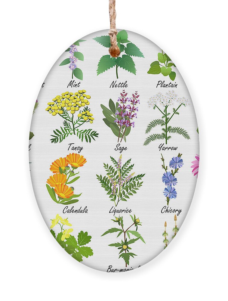 Medical Ornament featuring the digital art Medicinal And Healing Herbs Collection by Tatiana Liubimova