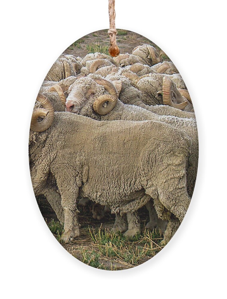 Merino Ornament featuring the photograph Many Merino Sheep by Leslie Struxness