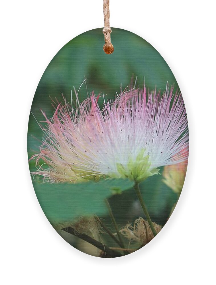 Macro Ornament featuring the photograph Mimosa Tree in Bloom by Christopher Lotito