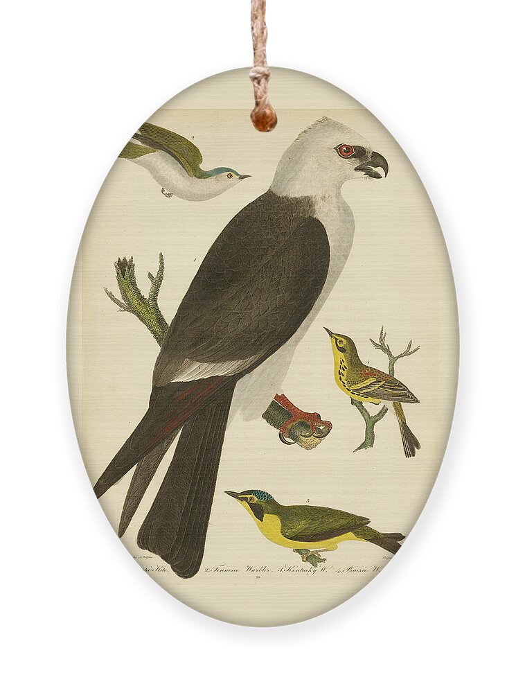 Birds Ornament featuring the mixed media Mississippi Kite by Alexander Wilson