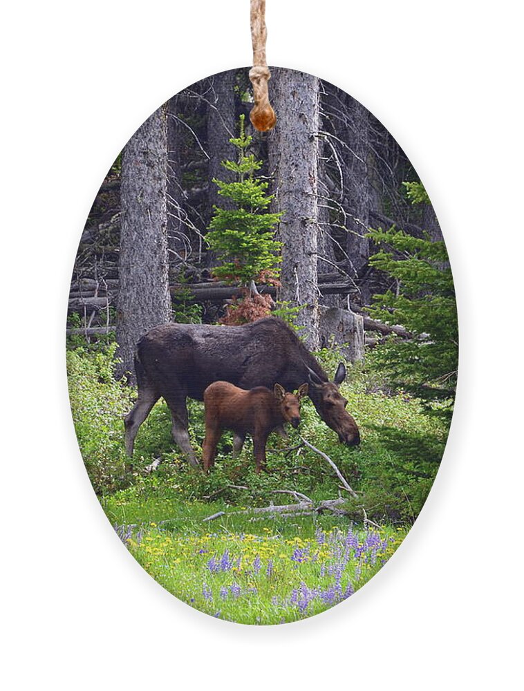 Moose Ornament featuring the photograph Mom and Baby by Dorrene BrownButterfield