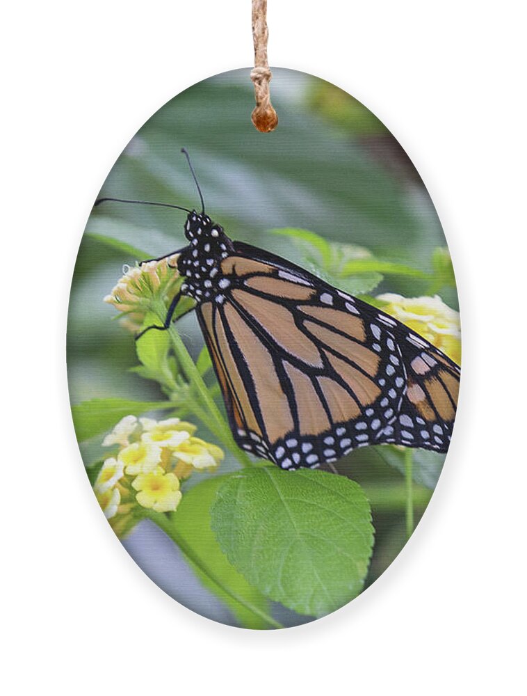 Monarch Ornament featuring the photograph Monarch Moment by Patricia Schaefer