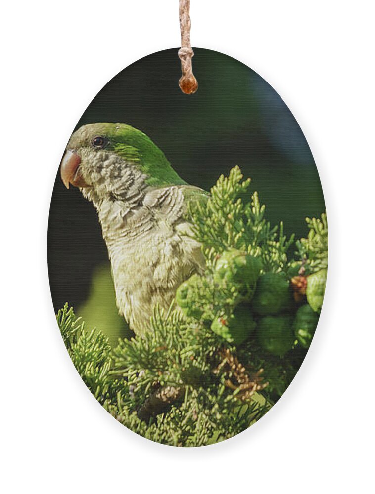 Ara Ornament featuring the photograph Monk Parakeet Perched on a Tree by Pablo Avanzini
