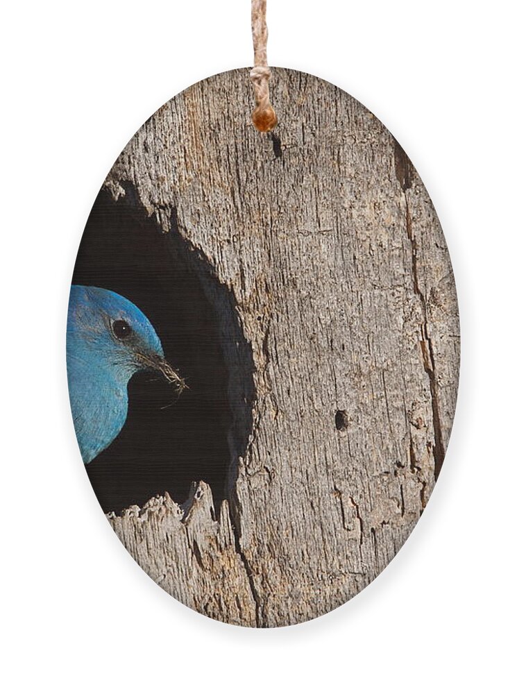 Mountains Ornament featuring the photograph Mountain Bluebird Sialia Currucoides by Tom Reichner