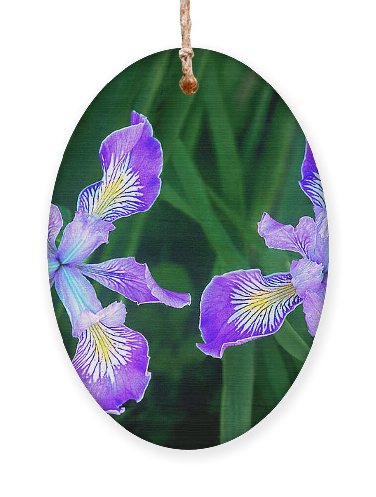 Dave Welling Ornament featuring the photograph Mountain Iris Bloom Iris Douglasiana California by Dave Welling