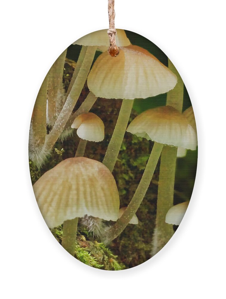 Macro Photography Ornament featuring the photograph Mushrooms by Meta Gatschenberger