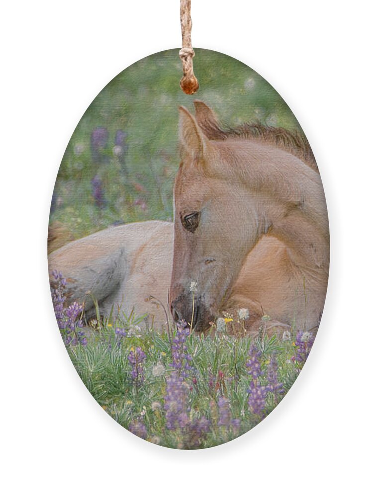 Wild Mustangs Ornament featuring the photograph Wild Mustang Foal in the Wildflowers by Marcy Wielfaert
