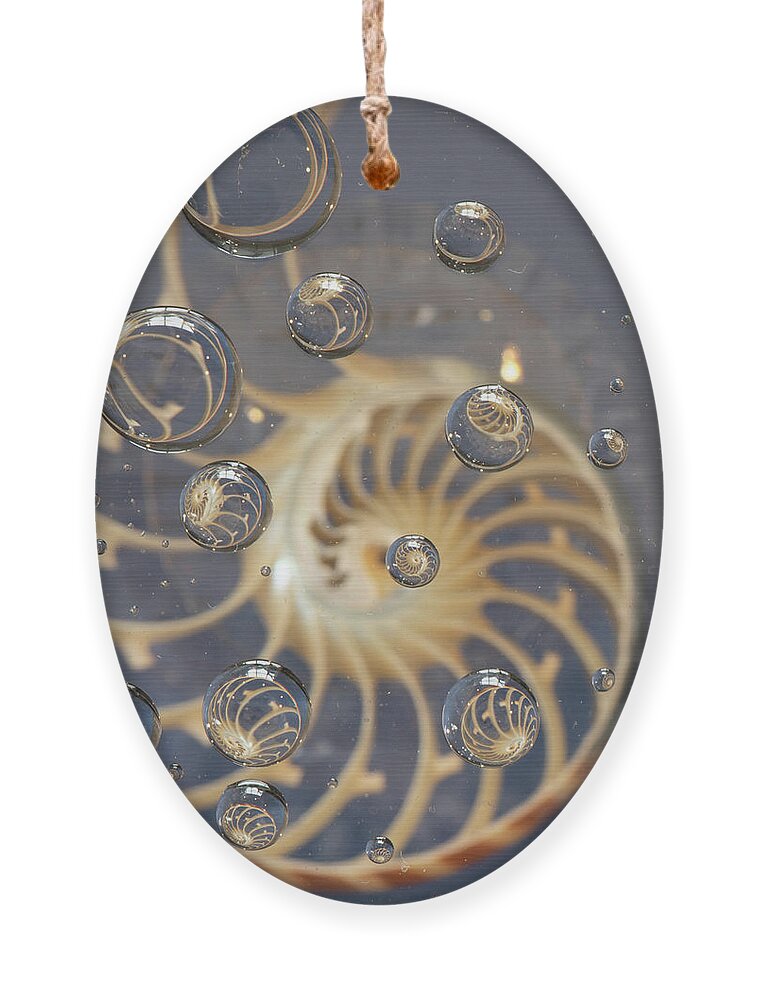 Nautilus Shell Ornament featuring the photograph Nautilus Shell by Minnie Gallman