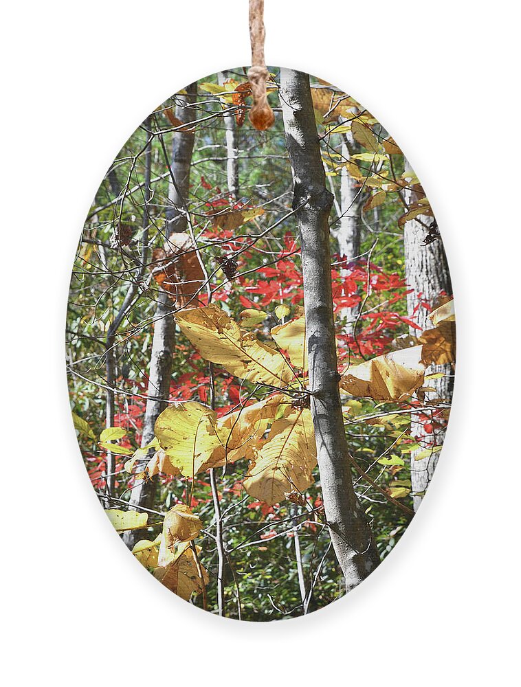 Obed Wild And Scenic River National Park Ornament featuring the photograph Nemo Bridge Trail 6 by Phil Perkins