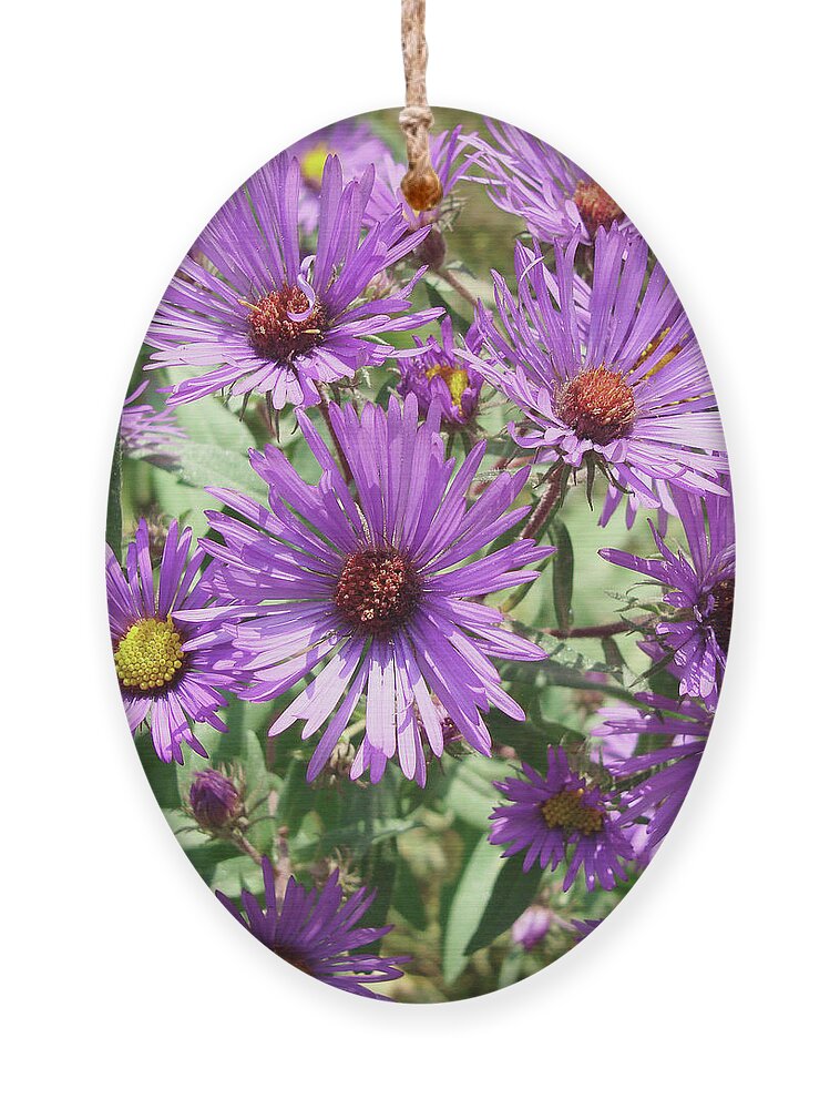New England Aster Ornament featuring the photograph New England Aster 11 by Amy E Fraser