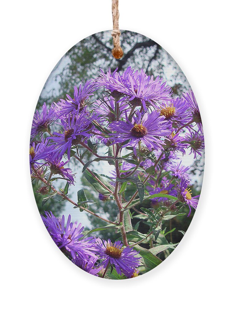 New England Aster Ornament featuring the photograph New England Aster 9 by Amy E Fraser