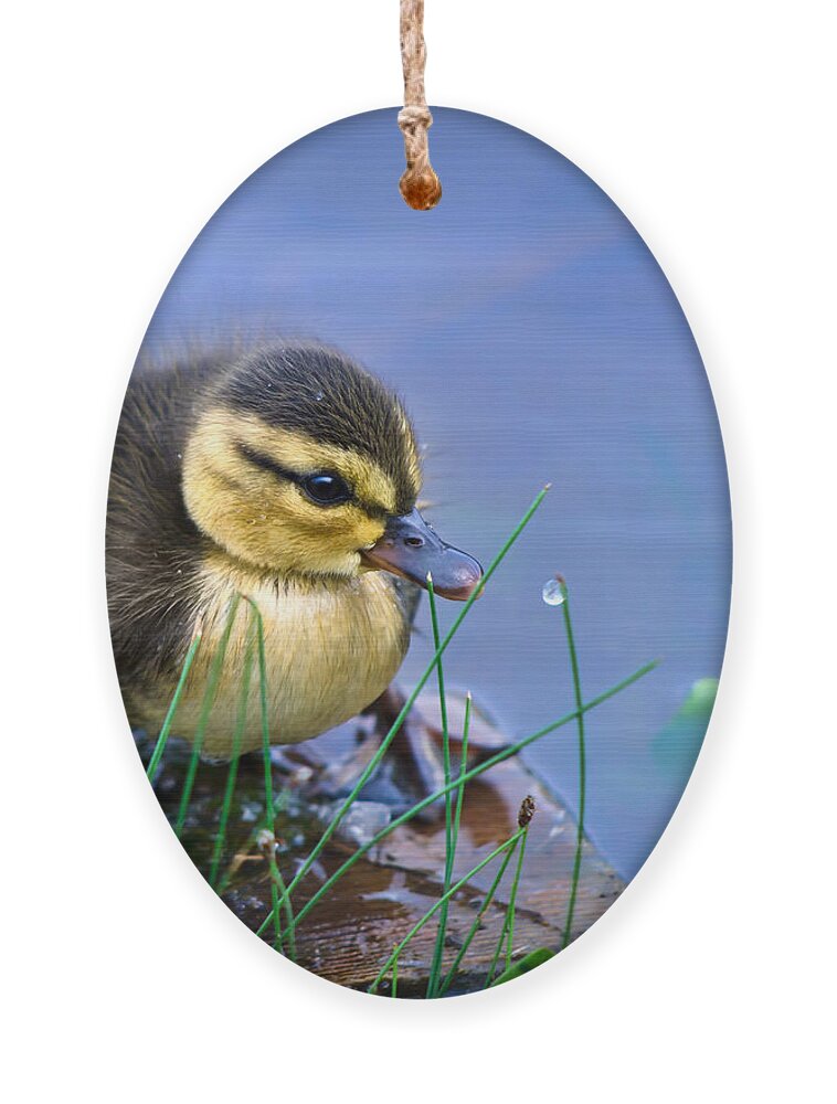 Offspring Ornament featuring the photograph Newborn Duckling by Leena Robinson
