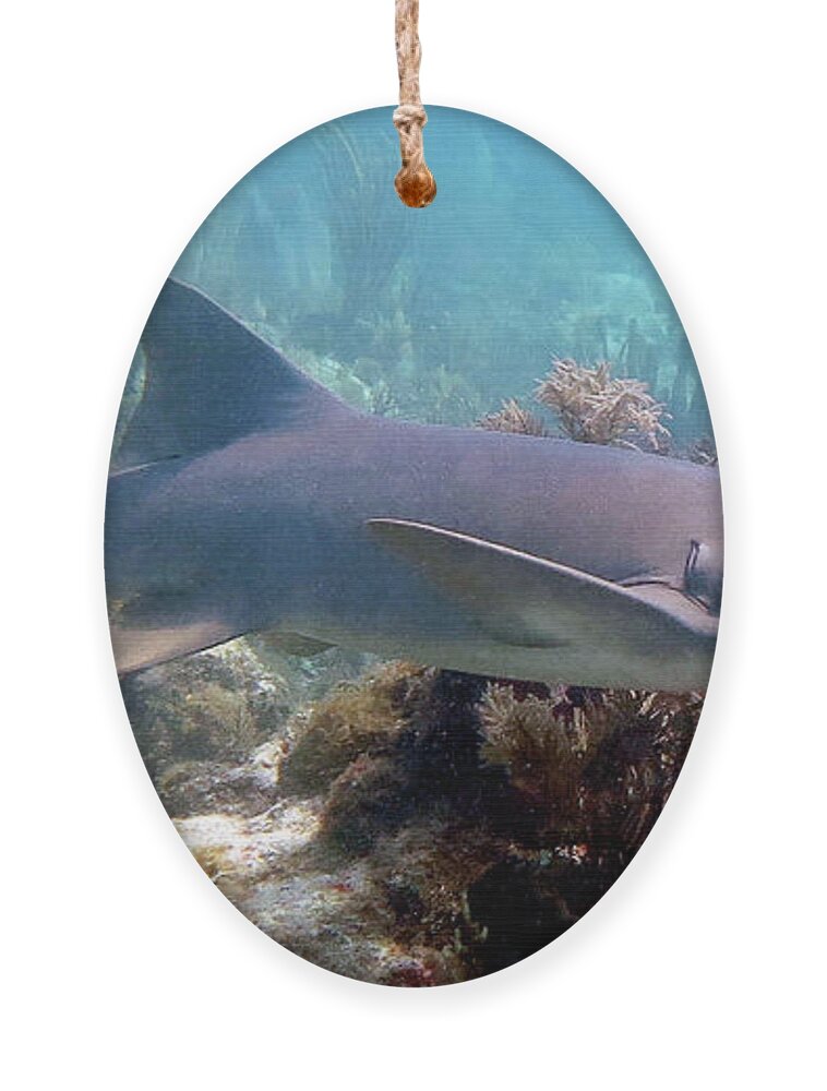 Underwater Ornament featuring the photograph Nurse Shark 27 by Daryl Duda