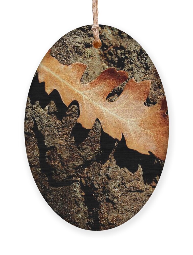 Oak Ornament featuring the photograph Oak leaf on bark by Martin Smith