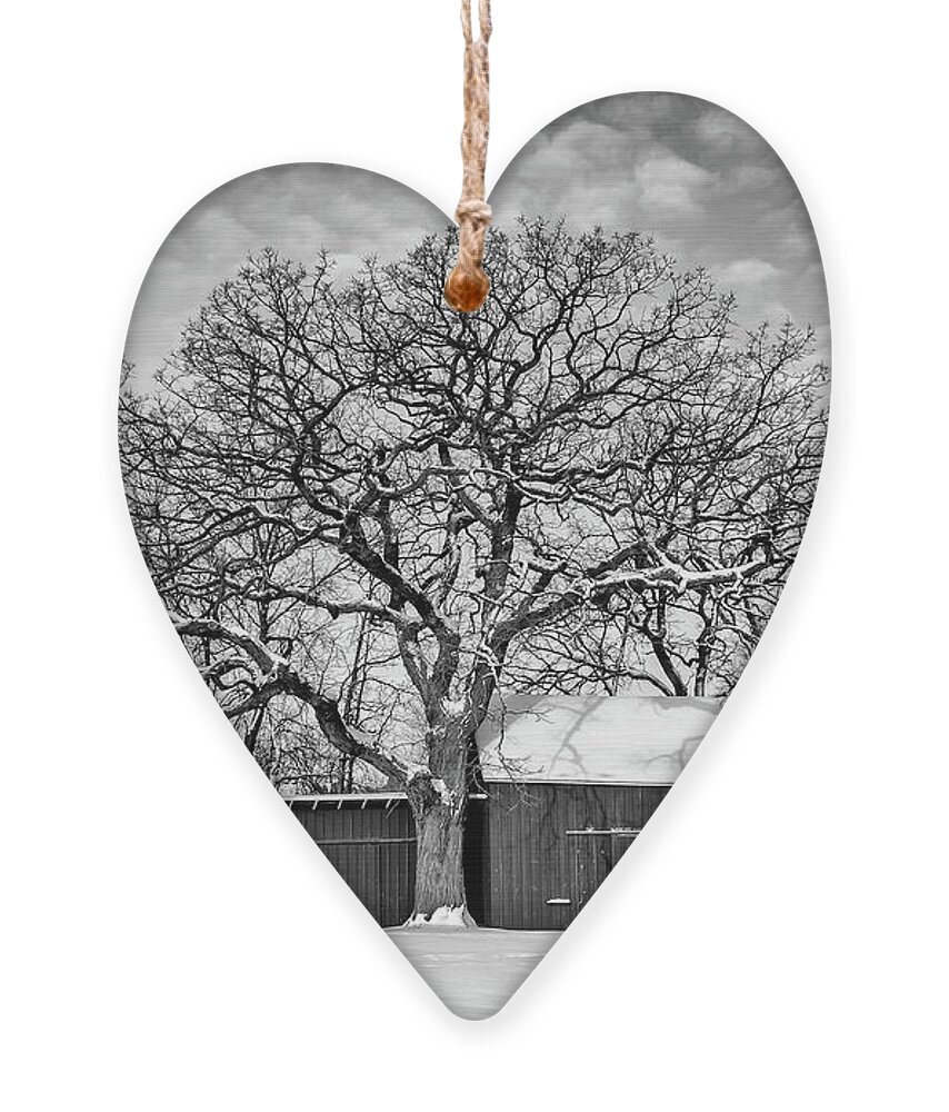 Black And White Ornament featuring the photograph Oldest Tree Protects Holz Farm Signed by Karen Kelm