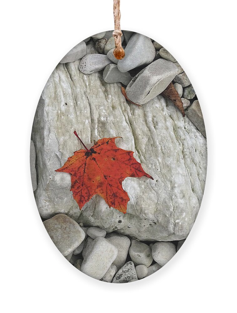 Fall Ornament featuring the photograph One Leaf Many Rocks by David T Wilkinson